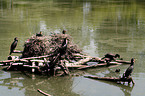brooding Great Cormorant
