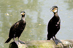 Great Cormorants