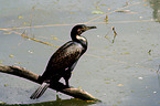 Great Cormorant