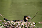Great Cormorant