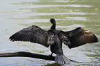 Great Cormorant