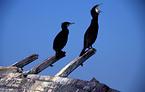 group of Great Cormorants