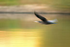 flying cormorant
