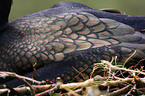 Great Cormorant