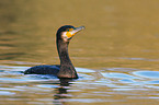 Great Cormorant