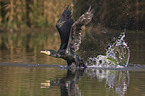 cormorant