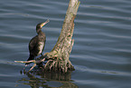 cormorant