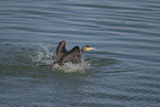 cormorant