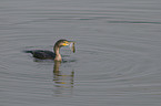 eating cormorant