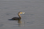 eating cormorant