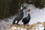 cormorants