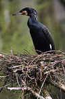 cormorant