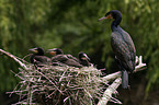 cormorants