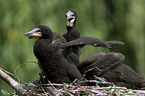 cormorants