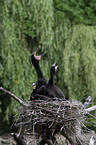 cormorants