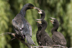 cormorants