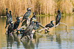 cormorants