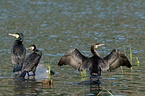 cormorants
