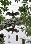 cormorant