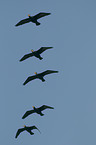 cormorants