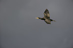 cormorant