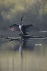 cormorant