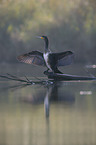 cormorant