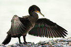 cormorant