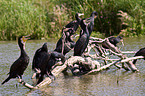 cormorants