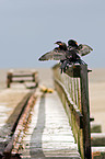 cormorants