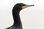 cormorant