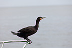 cormorant