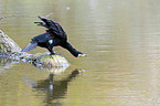 cormorant