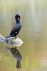 cormorant
