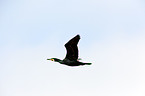 cormorant