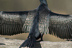 cormorant