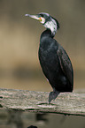 cormorant