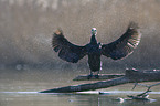 cormorant