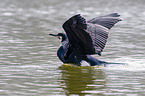 cormorant