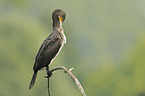 cormorant