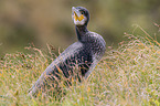 cormorant