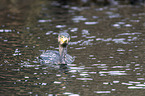 cormorant