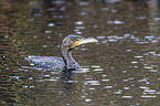 cormorant