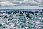 cormorants