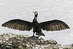 cormorant
