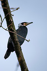 cormorant