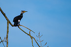 cormorant