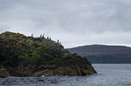 Cormorants