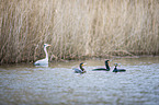Cormorant with Heron