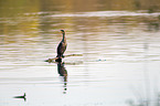 sitting Cormorant
